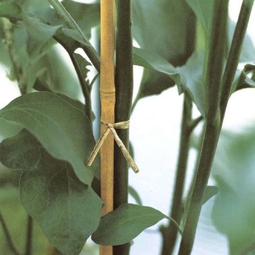 Canna bamboo per - bamboo,